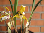 Maiores Detalhes