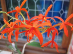 Maiores Detalhes