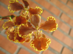 Maiores Detalhes