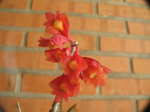 Maiores Detalhes