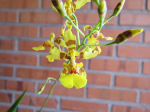 Maiores Detalhes
