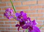 Maiores Detalhes