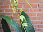 Maiores Detalhes