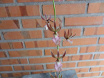 Maiores Detalhes