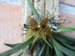 Maiores Detalhes