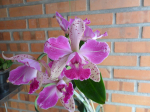 Maiores Detalhes