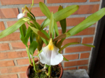 Maiores Detalhes