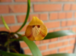 Maiores Detalhes