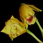Maiores Detalhes