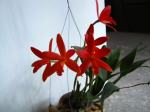 Maiores Detalhes