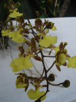 Maiores Detalhes