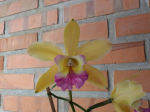 Maiores Detalhes