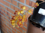 Maiores Detalhes