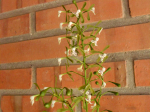 Maiores Detalhes