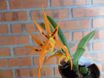 Maiores Detalhes