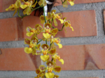 Maiores Detalhes