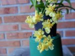 Maiores Detalhes