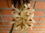 Maiores Detalhes