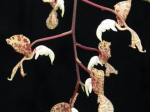 Maiores Detalhes