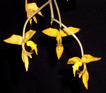 Maiores Detalhes
