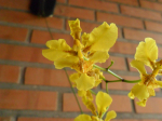 Maiores Detalhes