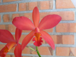 Maiores Detalhes