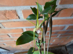 Maiores Detalhes