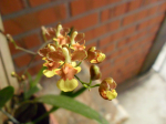 Maiores Detalhes
