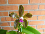 Maiores Detalhes