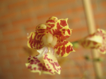Maiores Detalhes