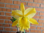 Maiores Detalhes