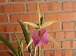 Maiores Detalhes