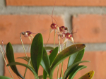 Maiores Detalhes
