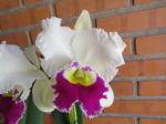 Maiores Detalhes