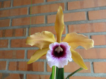 Maiores Detalhes