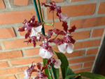 Maiores Detalhes