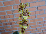 Maiores Detalhes