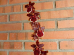 Maiores Detalhes