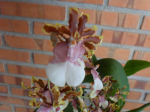 Maiores Detalhes