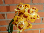 Maiores Detalhes