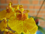 Maiores Detalhes