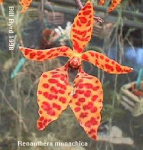 Maiores Detalhes