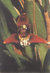 Maiores Detalhes