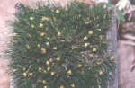 Maiores Detalhes