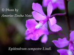 Maiores Detalhes