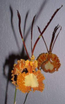 Maiores Detalhes