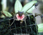 Maiores Detalhes