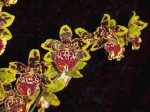 Maiores Detalhes