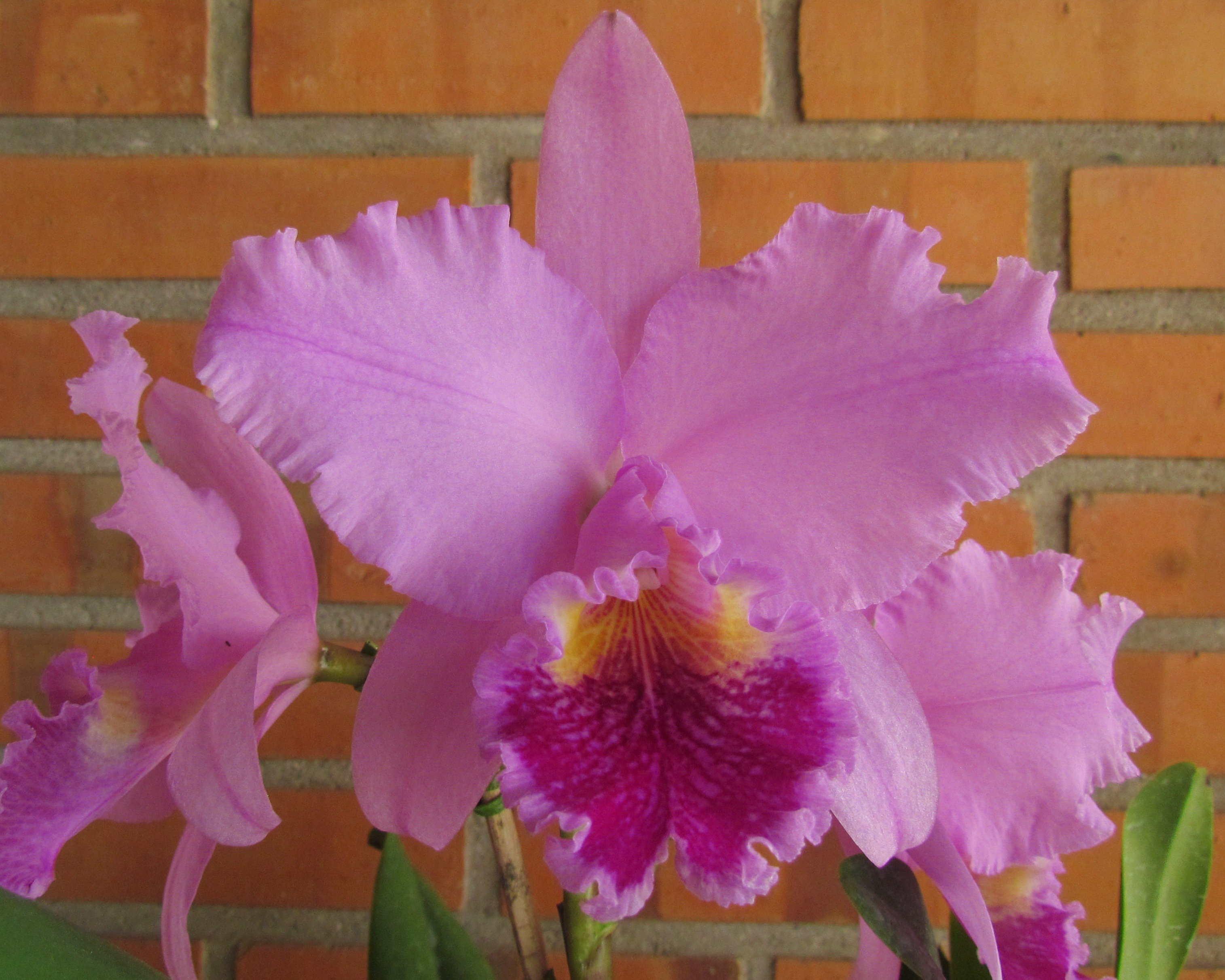 LC CULMINANT LA TUILERIE | Orquidário Chácara Suíça