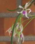 Maiores Detalhes